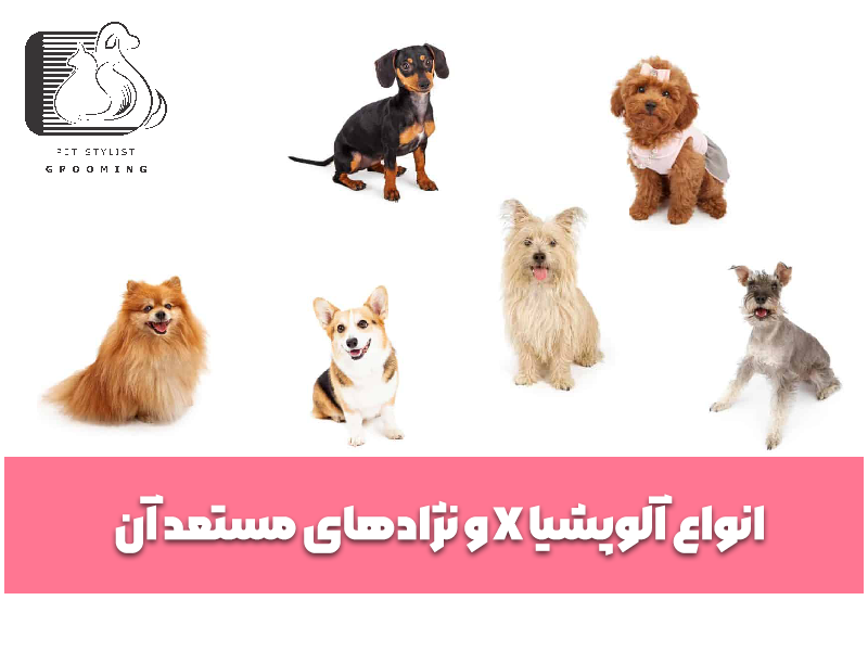 انواع آلوپشیا X و نژادهای مستعد آن